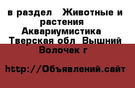  в раздел : Животные и растения » Аквариумистика . Тверская обл.,Вышний Волочек г.